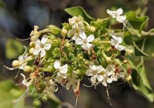 अग्निमंथ