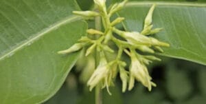 अनंतमूल