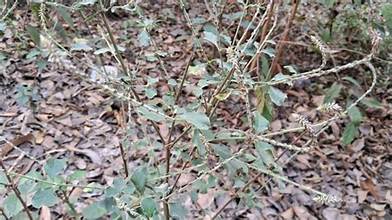 अपामार्ग