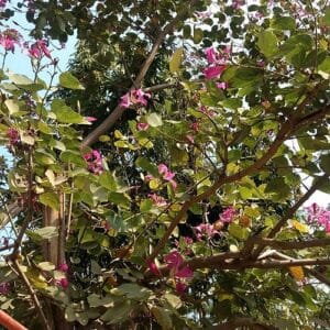 कांचनार