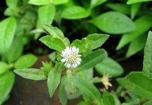 कालीजीरी