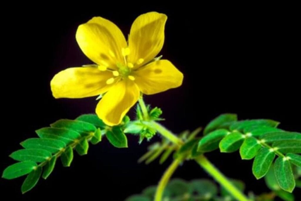 गोक्षुर