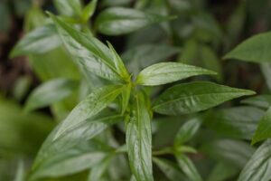 चिरायता