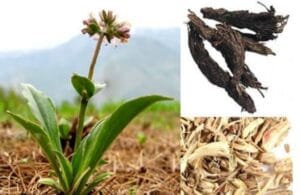 जटामांसी