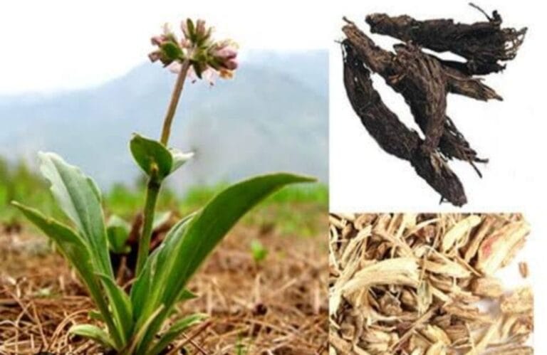 जटामांसी