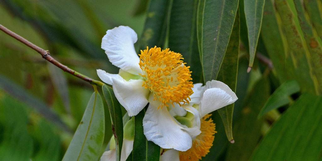 नागकेसर