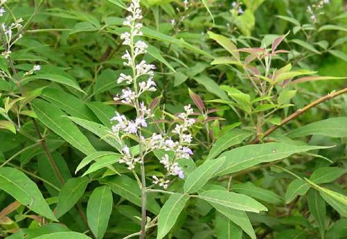 निर्गुंडी