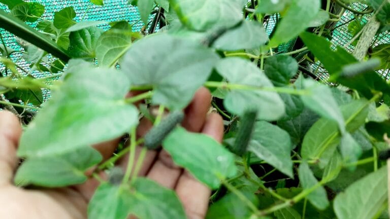 पिप्पली