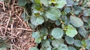 पुनर्नवा