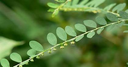 भूम्यामलकी