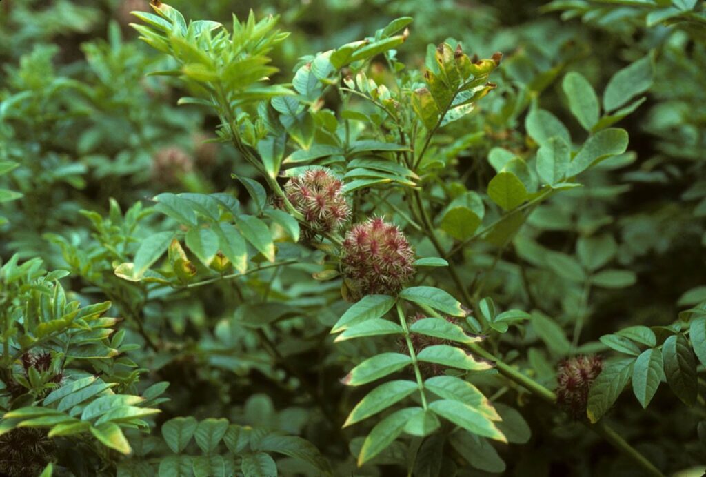 यष्टिमधु