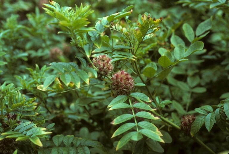 यष्टिमधु