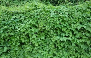 विदारीकंद