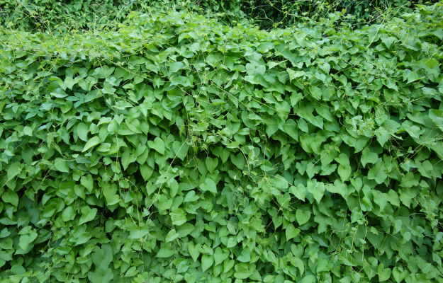 विदारीकंद