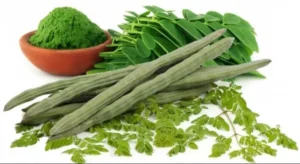 शिग्रू (सहजन)